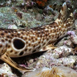 Nieuwe 'wandelende' haaiensoort ontdekt in Papoea-Nieuw-Guinea