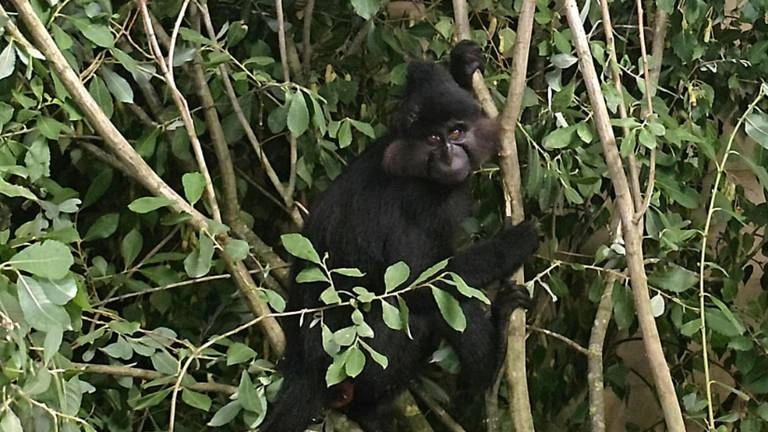 Ontsnapte aap uit Beekse Bergen na een maand gevangen