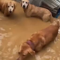 Video | Eigenaar van opvang in China evacueert dieren terwijl water stijgt