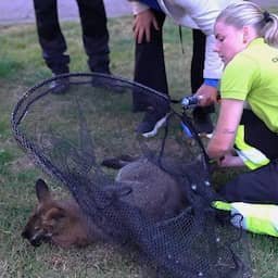 Video | Ontsnapte kangoeroe door politie verdoofd en gevangen in Middenmeer