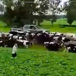 Video | Vijftig koeien ontsnappen tijdens Onafhankelijkheidsdag in VS