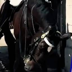 Video | Lid van Britse koninklijke garde slaat alarm omdat paard bijna flauwvalt