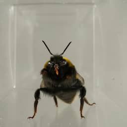 Gezichtsuitdrukkingen van hommels onthullen innerlijke gevoelens van insecten
