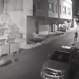 Video | Beer met welpen rent achter man aan in Turkije