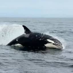 Video | Amerikaan maakt zeldzame beelden van dolfijnenjacht door orka's