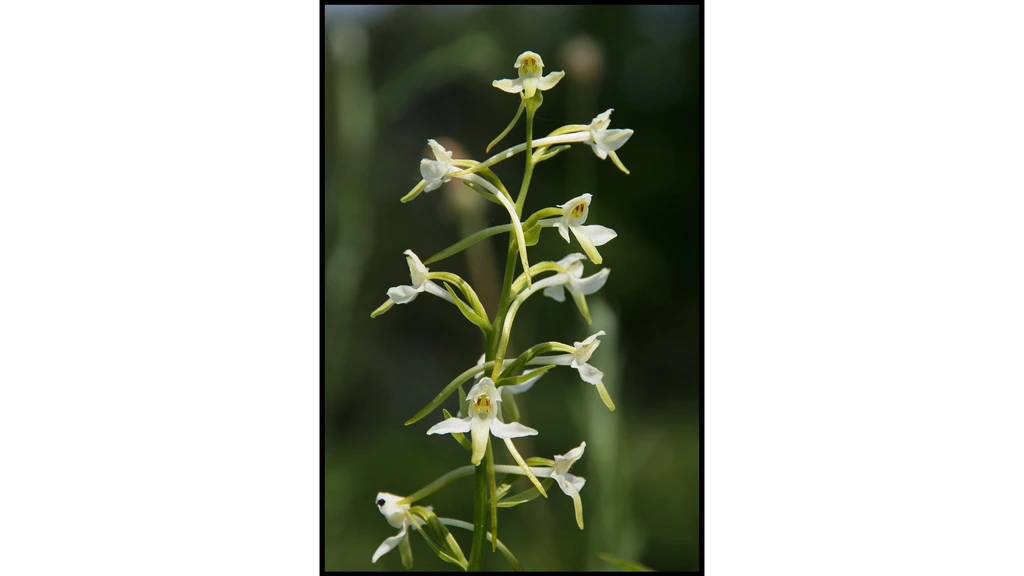 Tientallen zeer zeldzame orchideeën gestolen uit Belgisch bos: 'Totaal zinloos'