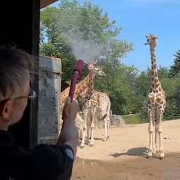 Video | Verzorger spuit water over giraffen ter verkoeling in Belfast