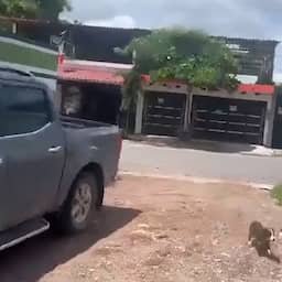Video | Zware aardbevingen schudden auto's heen en weer in Mexico