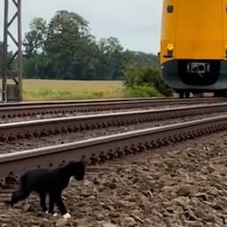 Video | Kat met kittens loopt langs spoor en houdt treinverkeer op bij Meppel