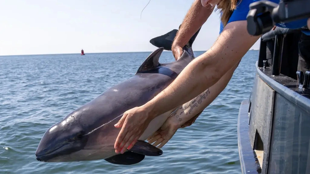 Drie aangespoelde bruinvissen na maanden terug naar zee: 'Bijzonder moment'