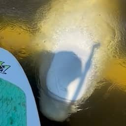 Video | Nieuwsgierige beloega's zwemmen vlakbij paddleboarder in Canada