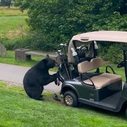 Video | Brutale beer negeert getuigen en steelt tas vol clubs uit golfkar in Canada
