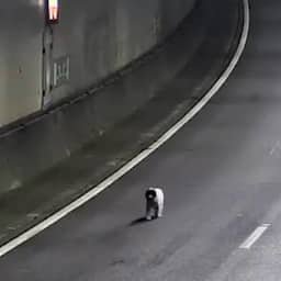 Verdwaalde hond rent over A16, verkeer tijdelijk stopgezet