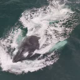 Video | Drone filmt hoe bultrug uit water komt in ring van bubbels