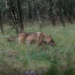 Provincies mogen agressieve wolf deze zomer bij incident eerder afschieten