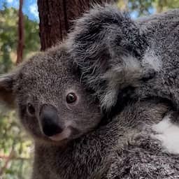 Video | Koalajong verkent Australische dierentuin en eet eucalyptusbladeren