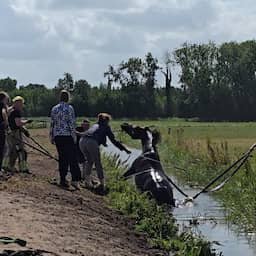 Video | Brandweer sleurt paard met man en macht uit water in Rijnsburg