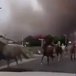 Video | Vrijgelaten paarden rennen door Frans dorp dat geteisterd wordt door brand
