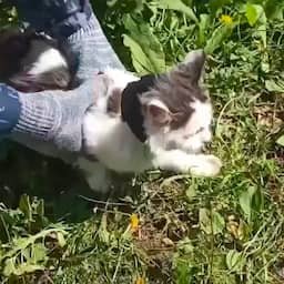Video | Russische gevangenisbewaarders betrappen kat die drugs smokkelde