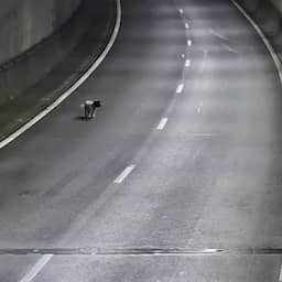 Video | Verdwaalde hond zorgt voor afsluiting Drechttunnel op A16