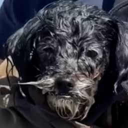 Video | Amerikaanse brandweer haalt twaalf dagen vermiste hond uit zee
