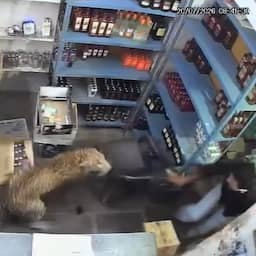 Video | Luipaard stormt slijterij binnen en valt medewerkers aan in India