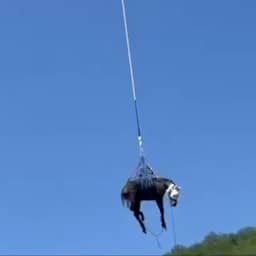 Video | Italiaanse brandweer redt paard uit ravijn met helikopter