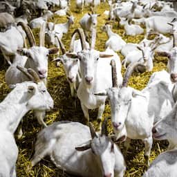 Huizen mogen niet meer binnen 500 meter van geitenhouderij worden gebouwd