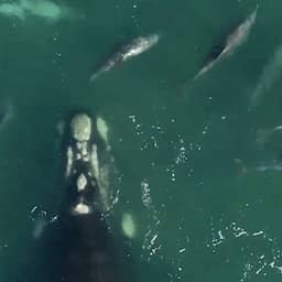 Video | Dolfijnen helpen gestrande walvis terug naar zee in Australië