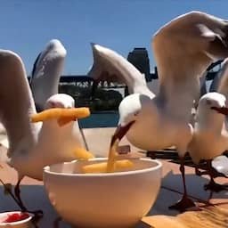 Video | Sydney zet tientallen honden in om brutale meeuwen te verjagen