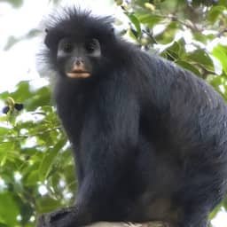 Nieuwe apensoort met oranje lippen ontdekt in regenwoud van DR Congo