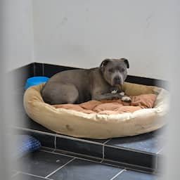 Vierjarig meisje in Duitsland doodgebeten door hond van eigen gezin