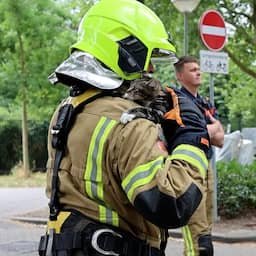 Video | Brandweer zet ontsnapte kitten met hoogwerker terug in Schiedamse woning