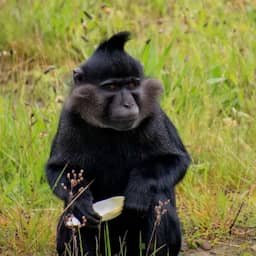 Ontsnapte kuifmangabey na maand gevangen en terug in Beekse Bergen