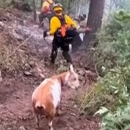 Video | Geit volgt brandweerlieden urenlang bij bosbrand in Colorado