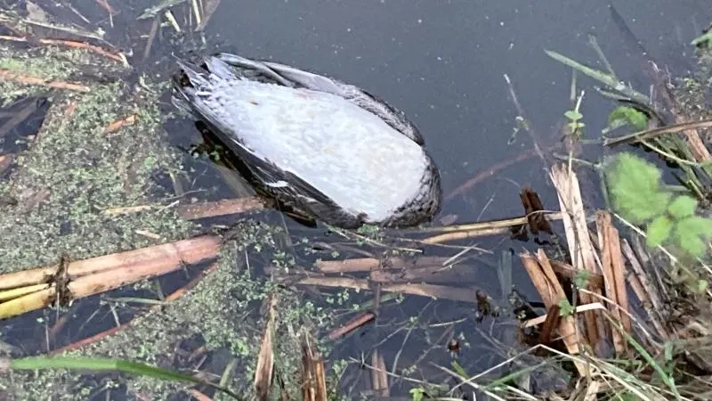 Tientallen dode watervogels in Noord-Holland, mede door vogelgriep