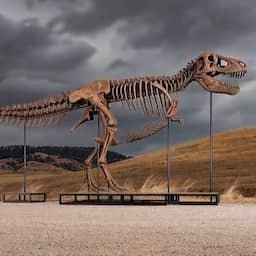 Video | Dinoskelet Gus verkocht voor recordbedrag van 50 miljoen dollar