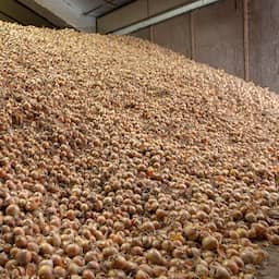Hitte zet landbouw onder druk, maar Nederlandse oogst houdt voorlopig stand