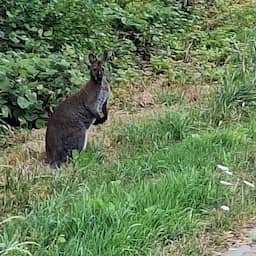 Ontsnapte kleine kangoeroe in Noord-Holland verdoofd en gevangen