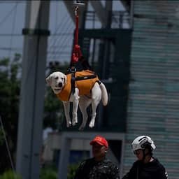 Video | Thaise reddingshond hangt aan drone voor oefening