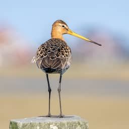 Vogelbescherming niet overtuigd van plan minister om grutto beter te beschermen
