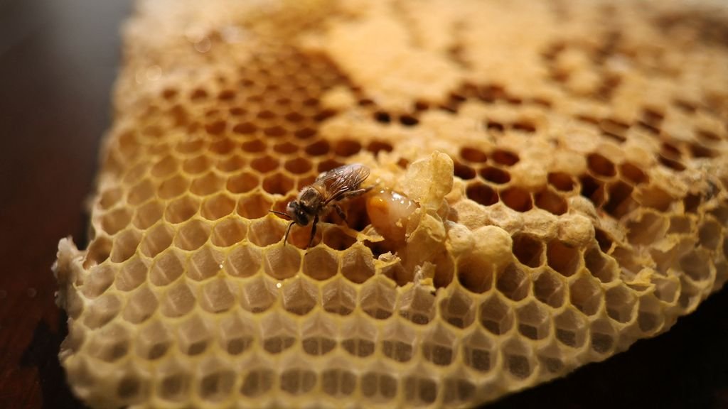 Zwitserse douane houdt bijensmokkelaar tegen bij de grens