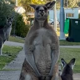 Video | Vrouw filmt 'gigantische' kangoeroe voor haar deur in Australië