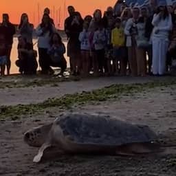 Video | Zeeschildpad Ulysses vrijgelaten na revalidatie in Italië