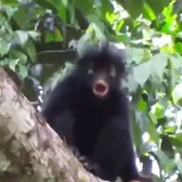 Video | Zo klinkt de bijzondere roep van de nieuw ontdekte aap in Congo