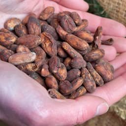Lindt aangeklaagd in VS om vermeende kinderarbeid in Afrikaanse cacaoketen