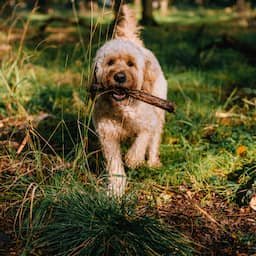 Stelling | 'Je moet je telefoon thuislaten als je je hond uitlaat'