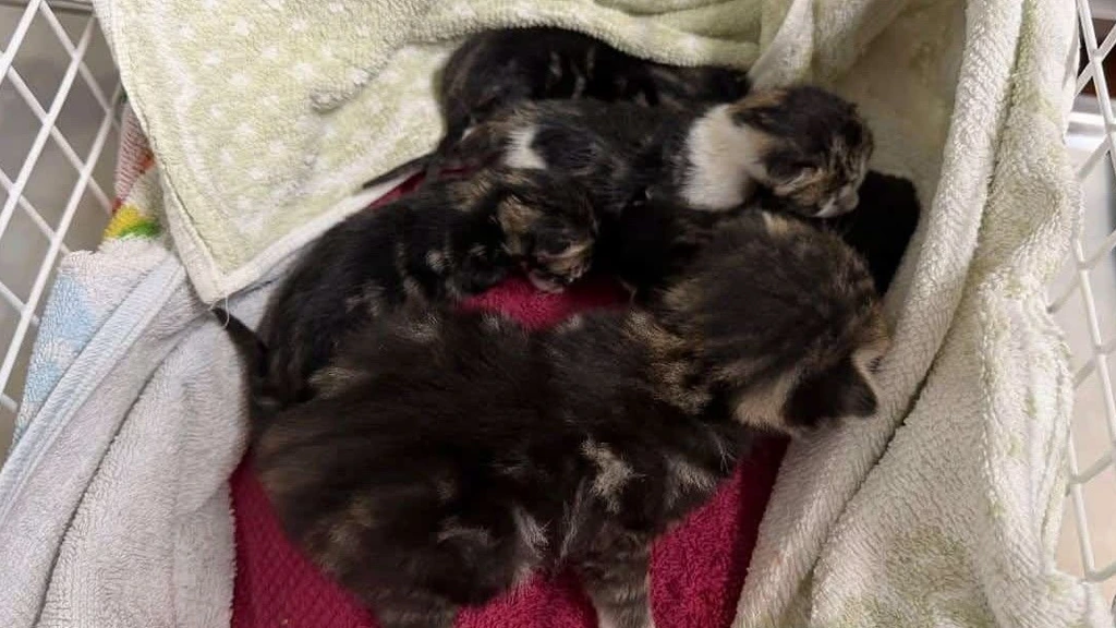 Vijf kittens gevonden in papierbak in Duitsland, 'aan dood ontsnapt'