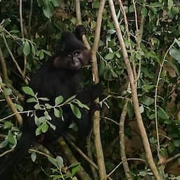 Video | Dierenverzorgers brengen ontsnapte kuifmangabey terug naar Beekse Bergen