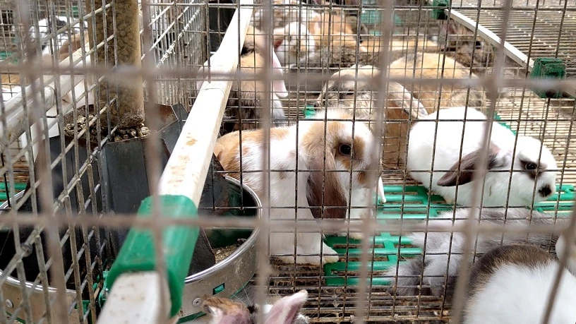 Honderden konijnen en honden in te kleine en warme hokken, NVWA grijpt in